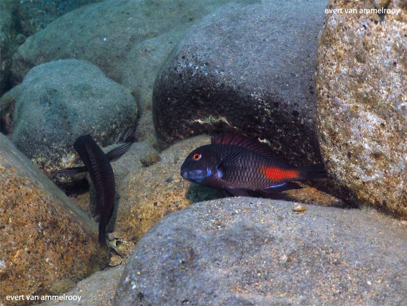 Tropheus sp. 'red' Katete
